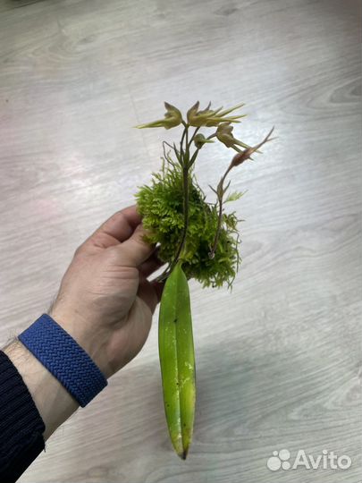 Мини-микро орхидеи