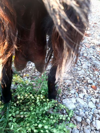 Коза дойная