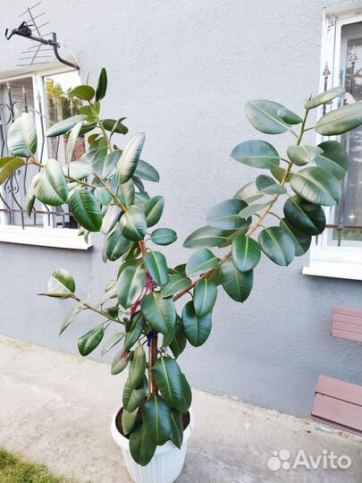 Продам фикус каучконосный