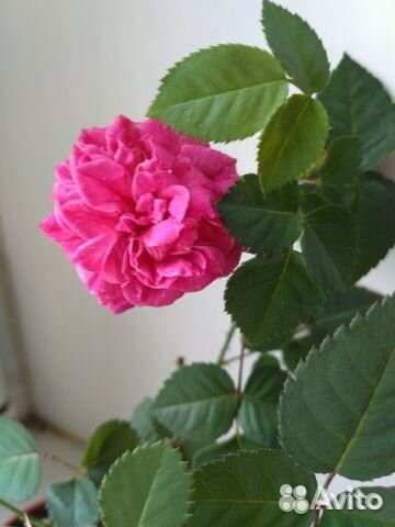 Бенгальская малиновая роза