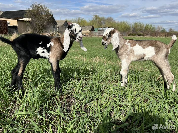 Англо нубийские козлята