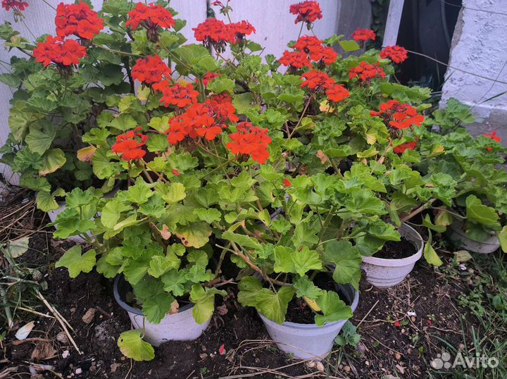 Пеларгония герань