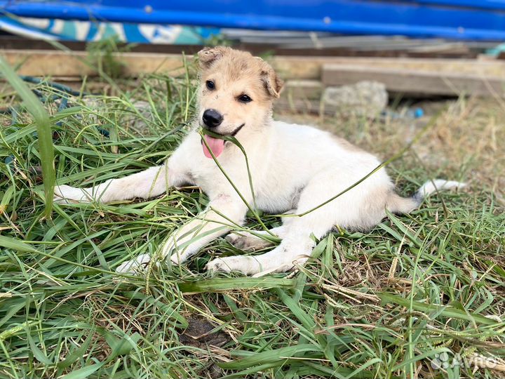 Помощь щенкам найти дом