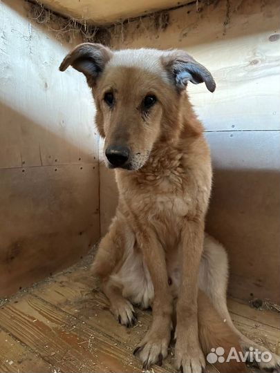 Златан из приюта никому не нужен