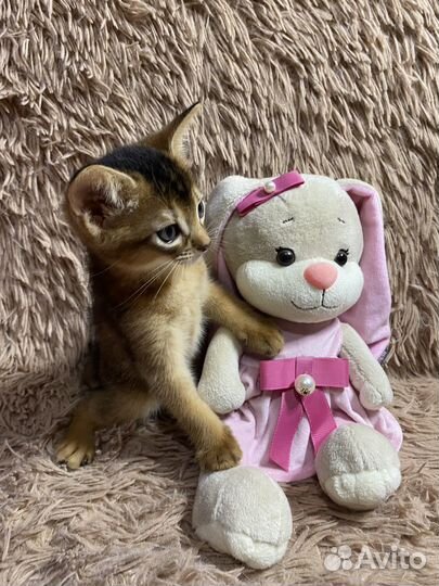 Абиссинские котята