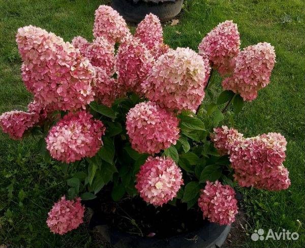 Гортензия саженцы