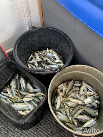 Рыбалка в открытом море