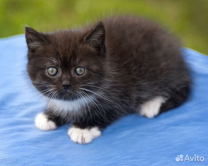 Шотландские котята