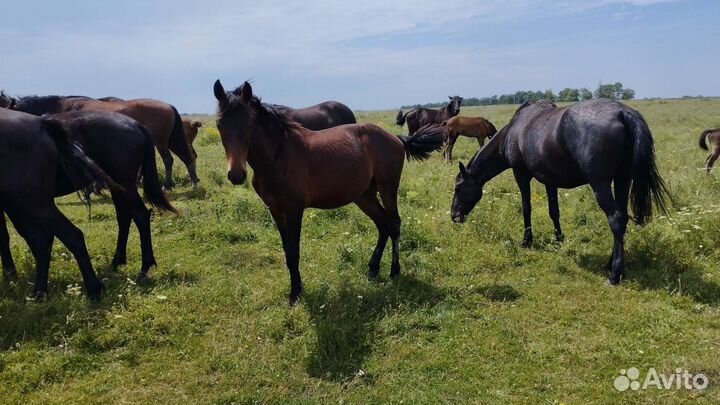 Лошади и бык