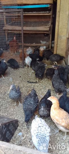 Молодки доминанты 2,5 м