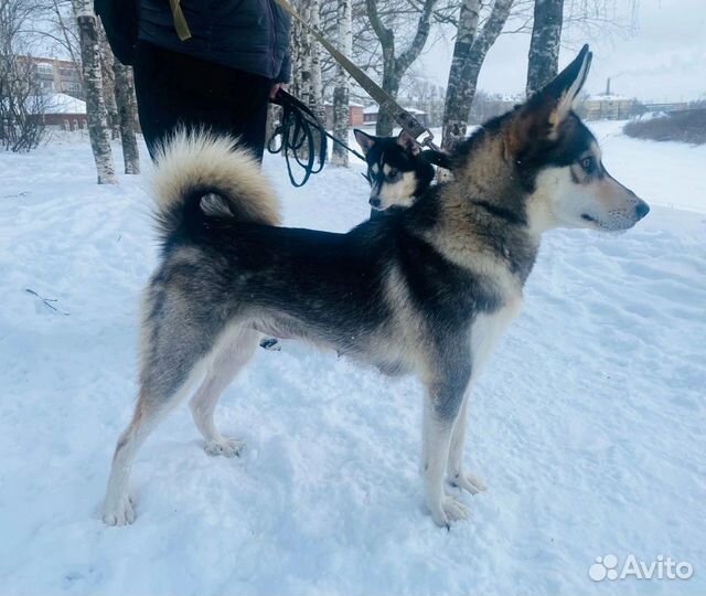 Собака в добрые руки