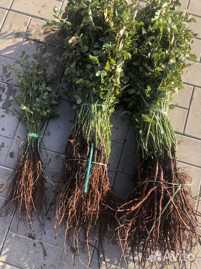 Саженцы шиповника