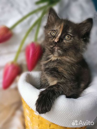 Очаровательная девочка в дар