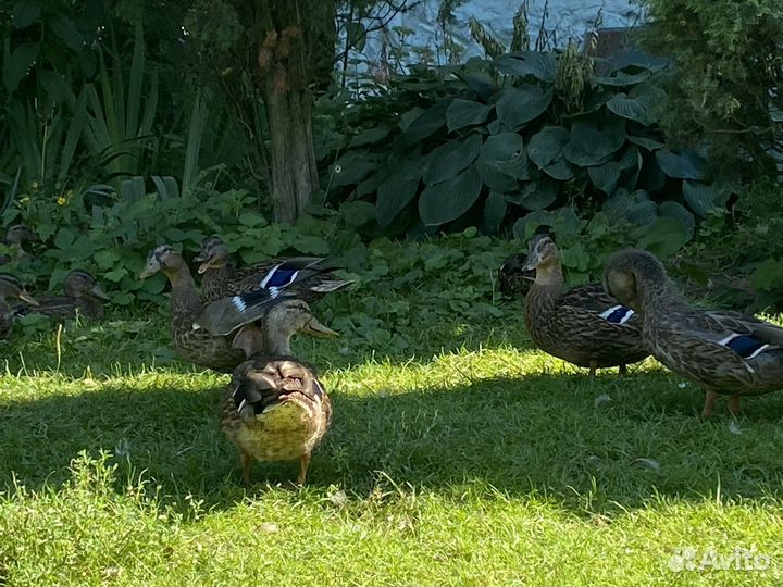 Подсадные утки