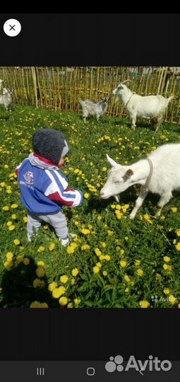 Козье молоко