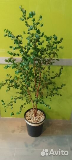 Фикус бенджамина барок