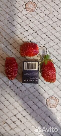 Рассада клубники Купчиха