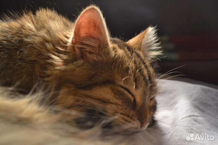 Зеркальный фотоаппарат nikon d3100