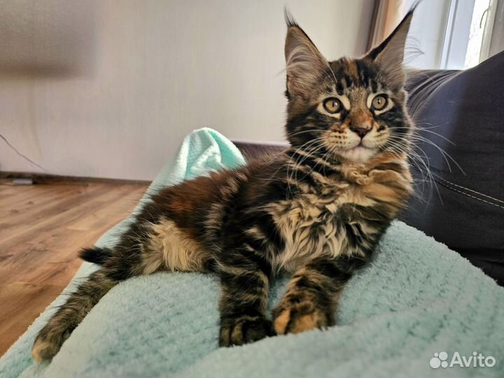 Котята мейн-кун