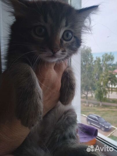 Кошки в добрые руки бесплатно