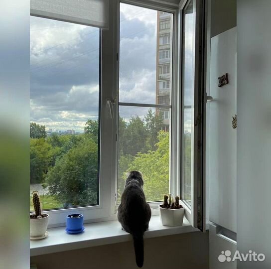 Москитная сетка Антикошка