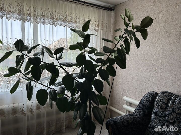 Фикус каучуковый