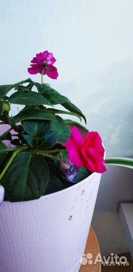 Комнатные растения