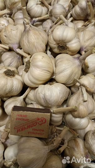 Яровой чеснок