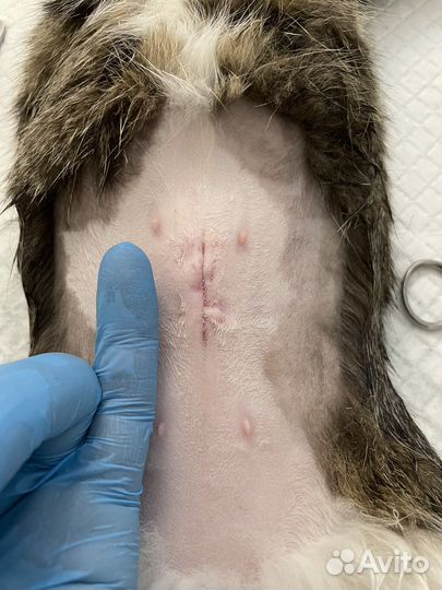 Кастрация, стерилизация, вакцинация и др. услуги