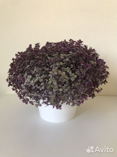 Каллизия розовая в кашпо