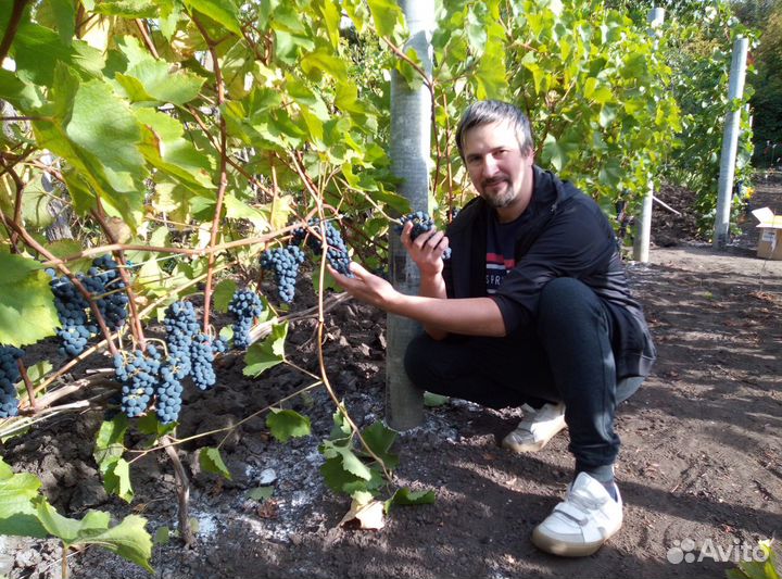 Саженцы и черенки Технического (винного) винограда