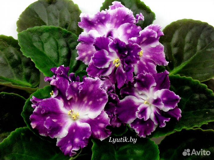 Черенки сортовых фиалок