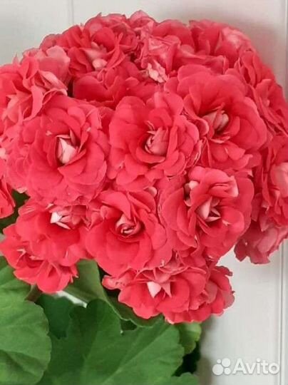 Пеларгония герань сортовая розебуд Селеста Джулия