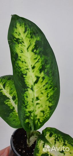 Диффенбахия Банана