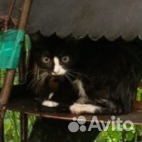 Маленький котенок