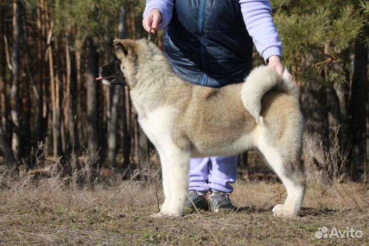 Американская акита