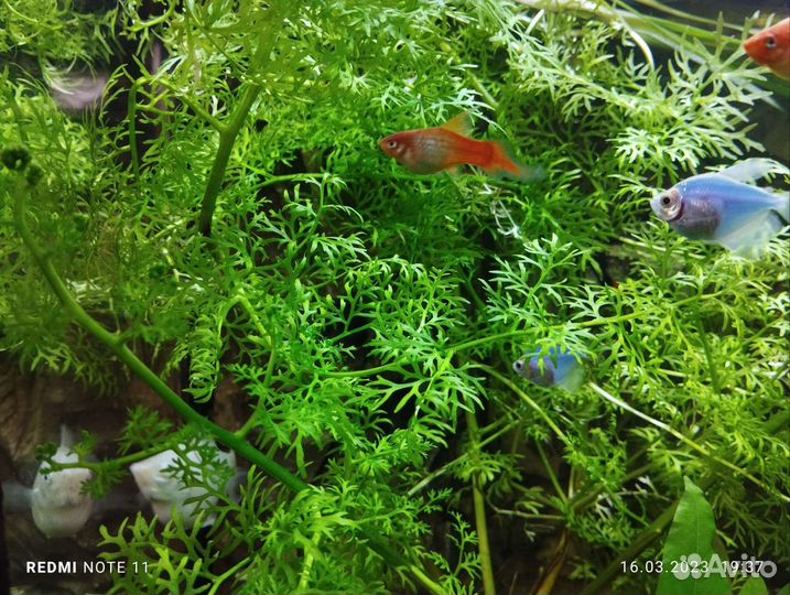 Аквариумные растения