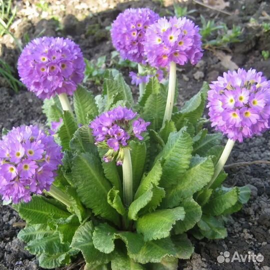 Примула мелкозубчатая