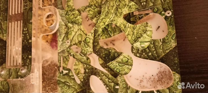 Муравьиная ферма с муравьями