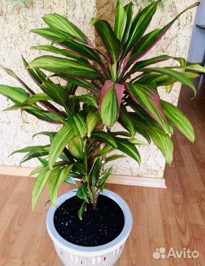 Кордилина Киви