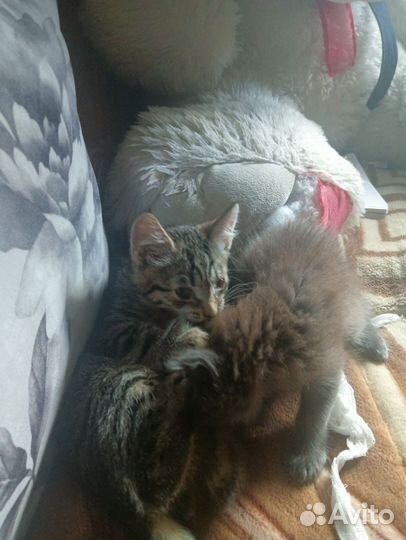 Котята отдам в добрые руки бесплатно