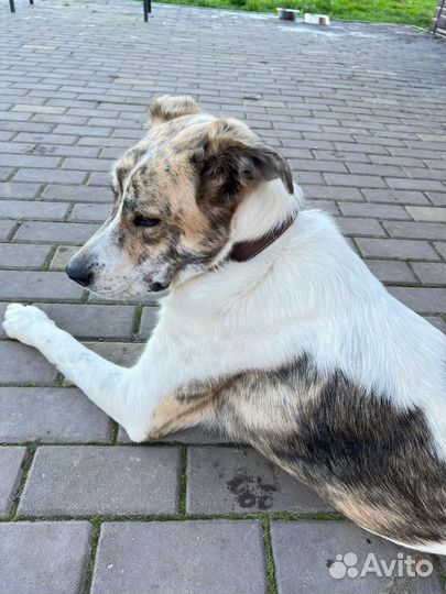 Собака бесплатно