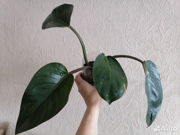 Каллизии, Спатифиллум,фикус, Сциндапсус Неон