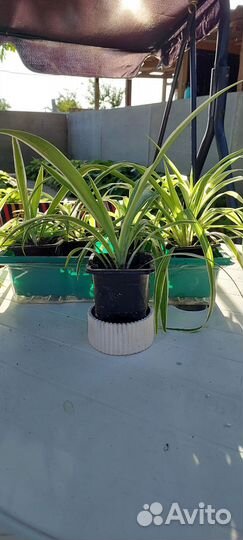 Хлорофитум хохлатый