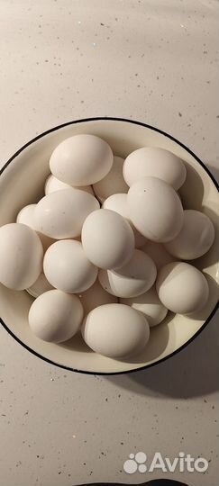 Домашние куриные яйца