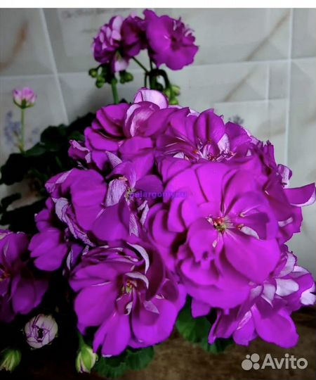 Пеларгония Ю пиковая дама