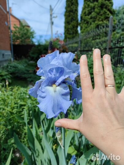 Ирис