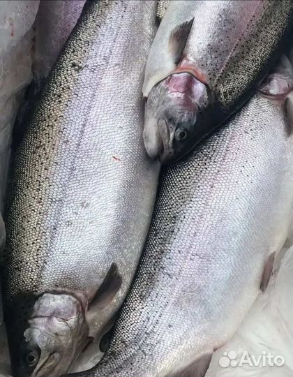 Форель охлажденная