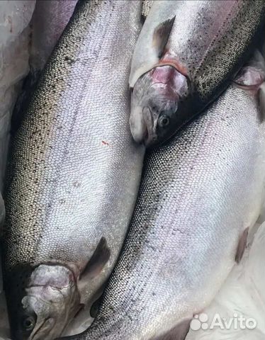 Форель охлажденная