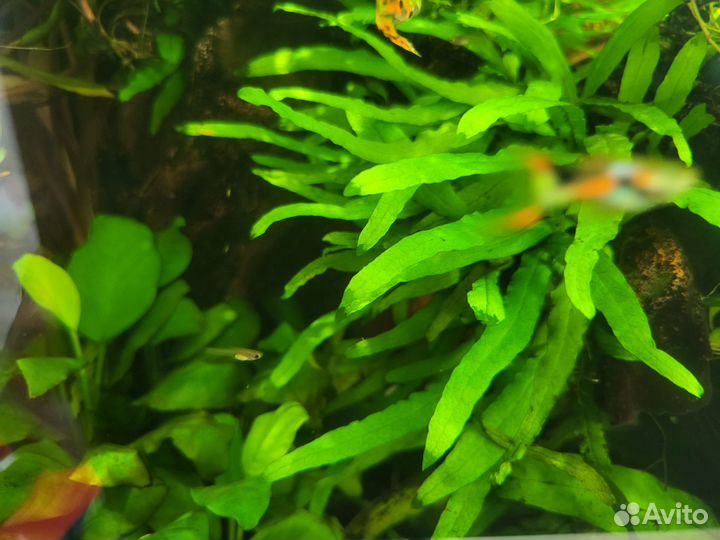 Аквариумные растения